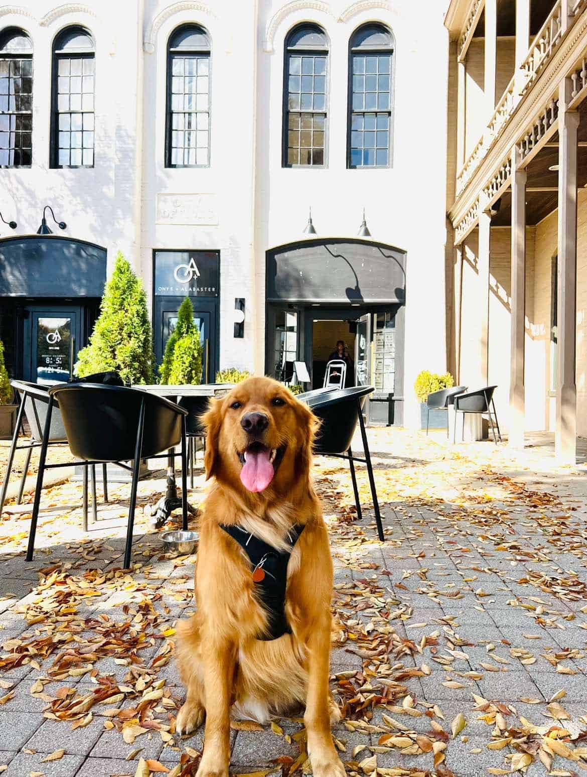 Golden retriever dog in front of a white building that houses the Onyx + Alabaster coffee shop.