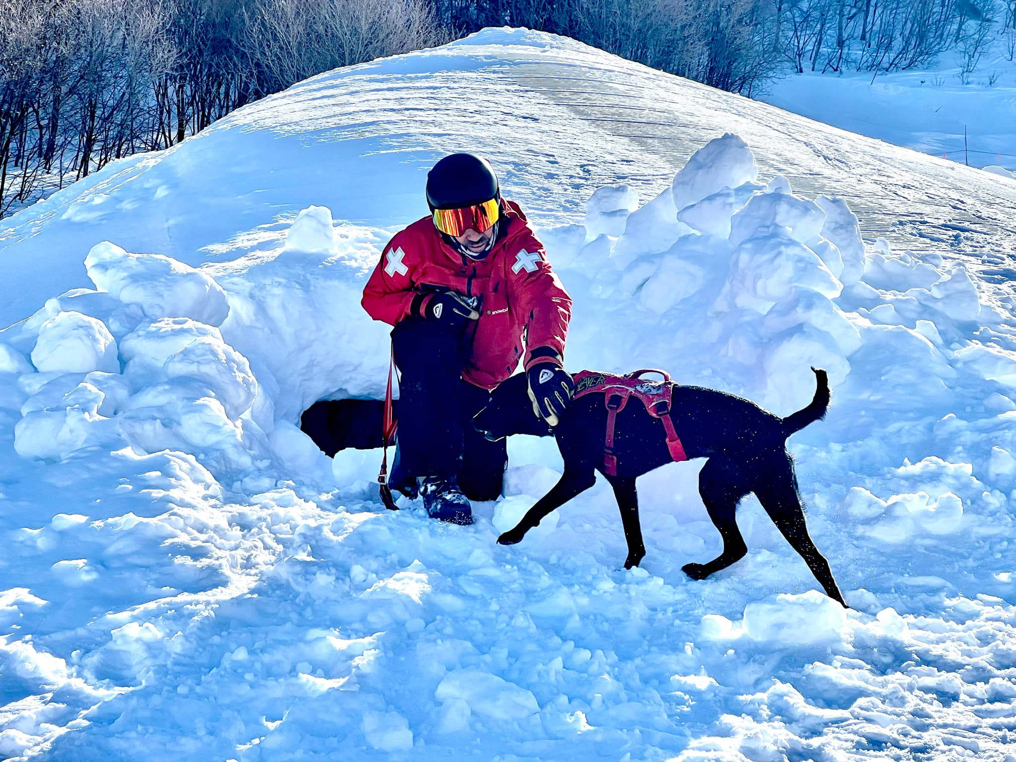 Rescue dog doing a demonstration and pulling a rescue team member out of the snow at Snowbasin.