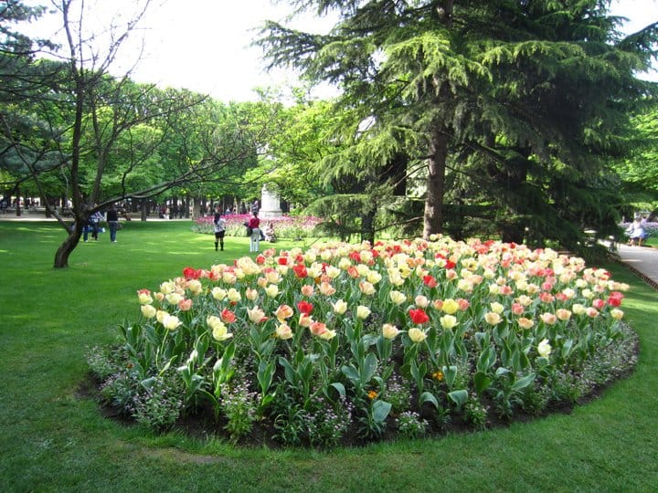 Beautiful multi-colored tulips in the garden.
