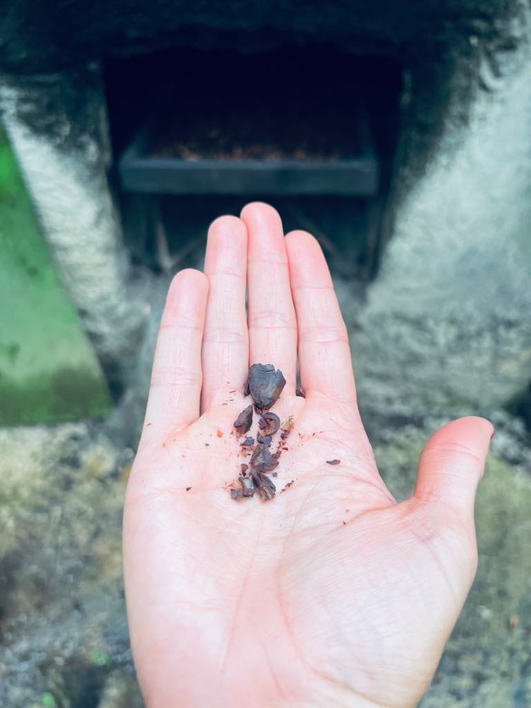 The cacao bean in someone's hand after it has been roasted.