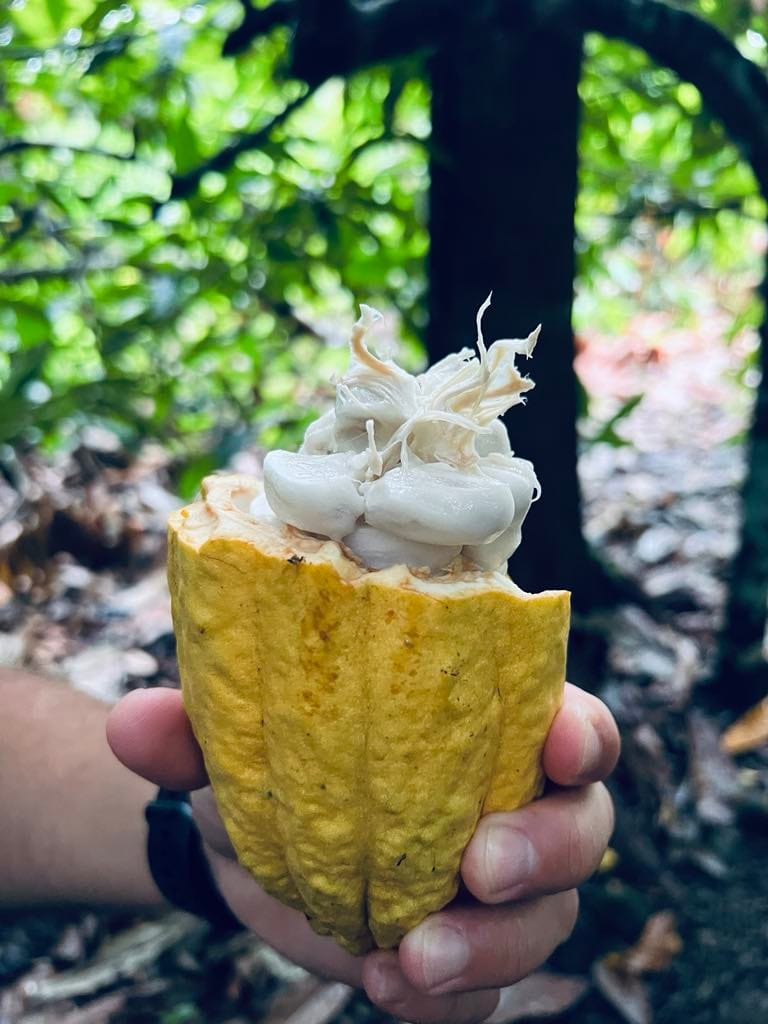 Inside of a cacao plant. The outside is yellow and the inside is white and slimy seeds.