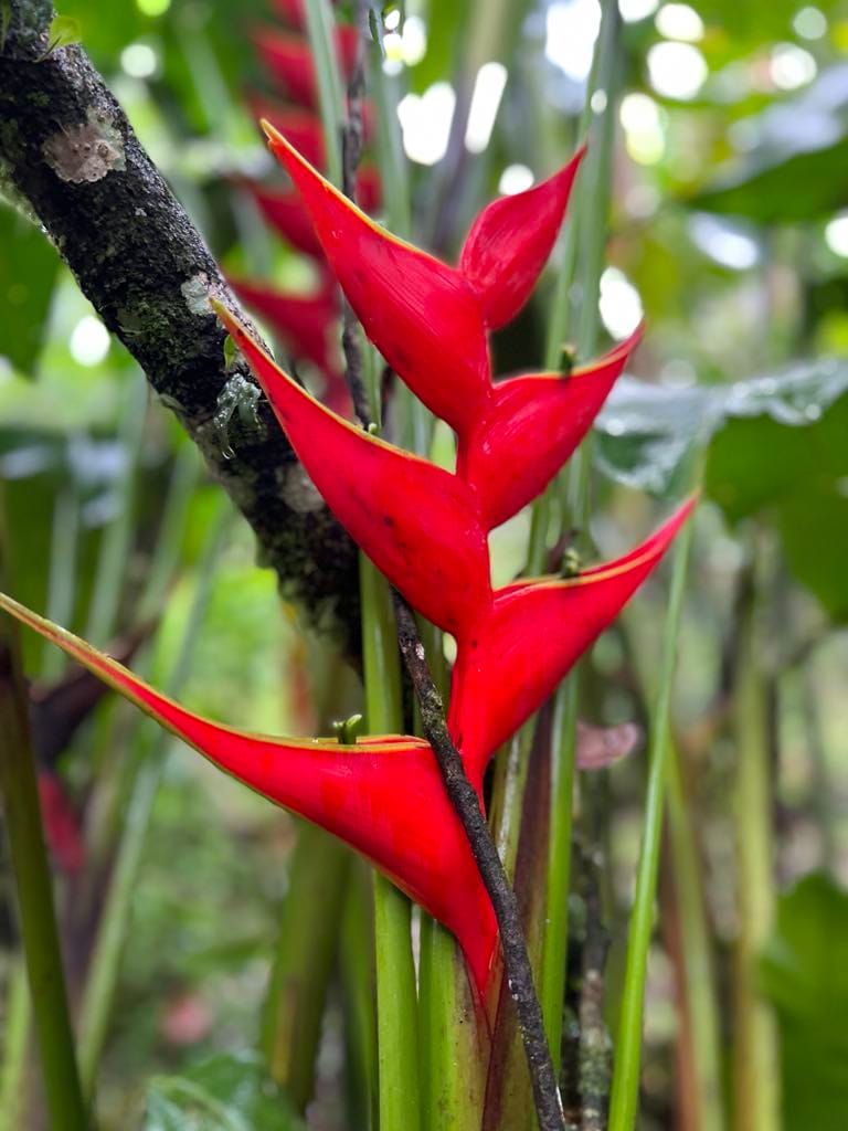 A bright orange, unique looking flower in Costa Rica at the chocolate farm.