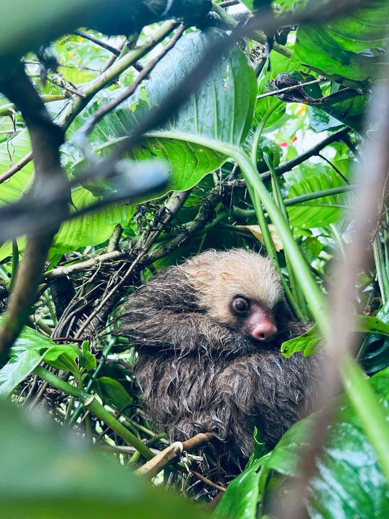 A view of a sloth inside the hedges at the chocolate farm in Costa Rica.