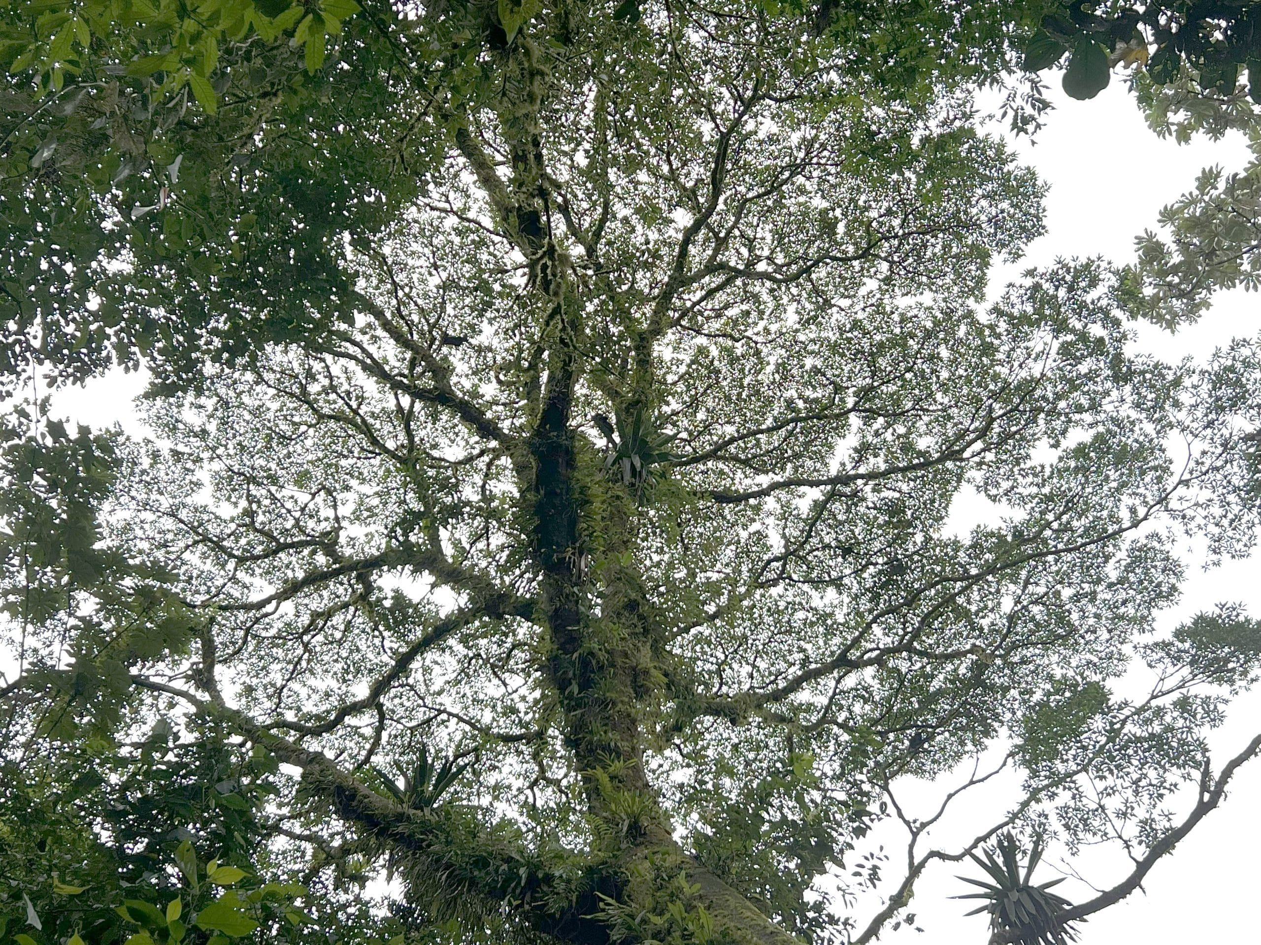 View of a tree looking through its branches with howler monkeys in the branches.