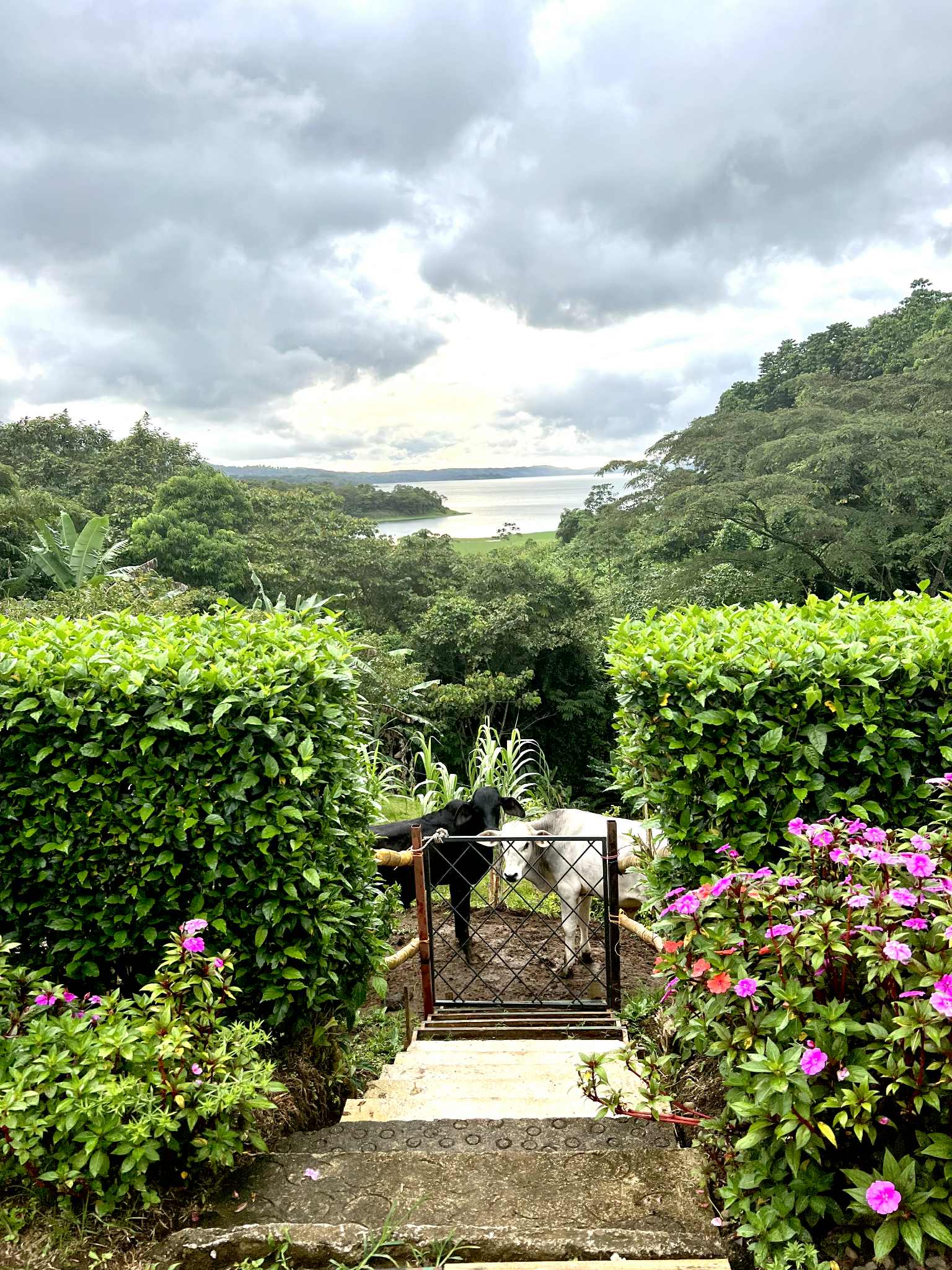 Two cows with the most beautiful view that they have of the lake and lush landscapes.