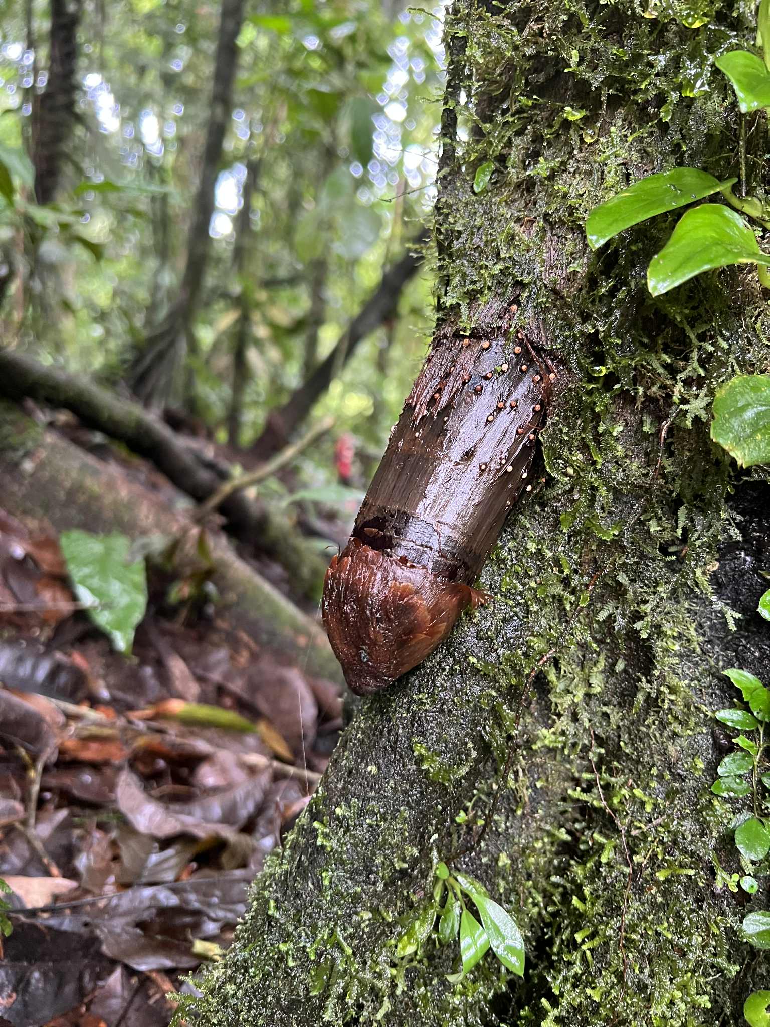 A tree root in the Arenal Hanging Bridges park that looks like something men have!