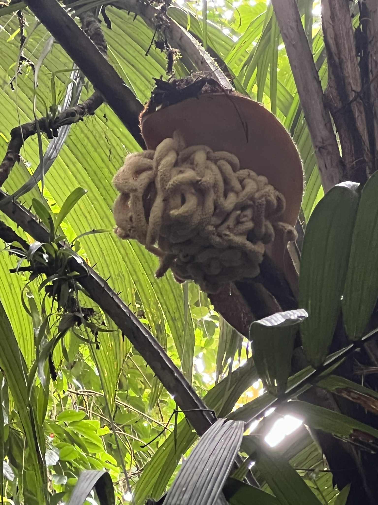An exotic plant at the Arenal Hanging Bridges Park that looks like a brain.