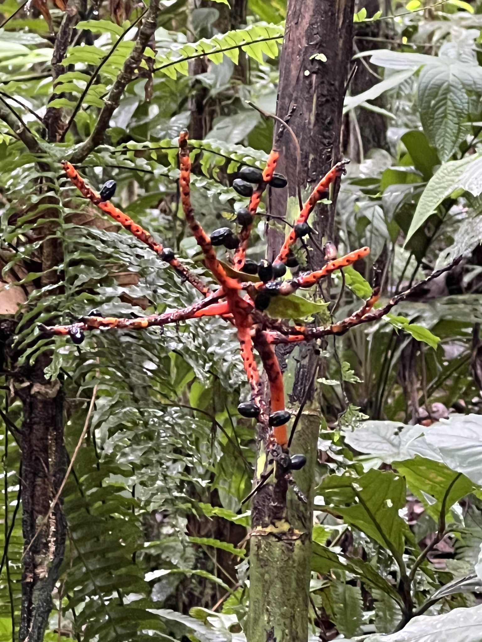 Exotic plant at the Arenal Hanging Bridges park. It is red and orange.