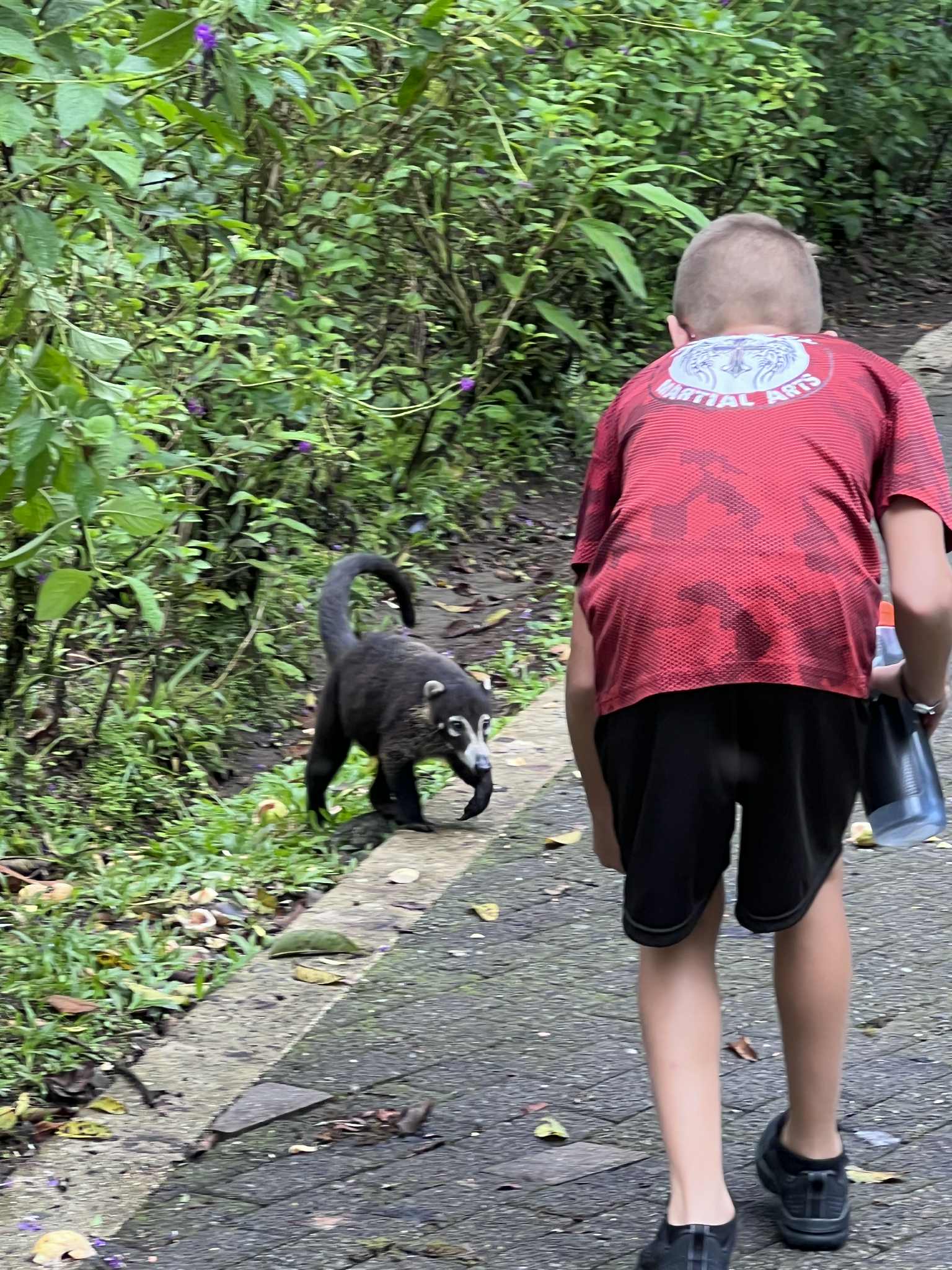Boy trying to get a Costa Rican animal, called a coati, to him. This animal is black with a long tail and looks kind of like a racaoon and a monkey together.