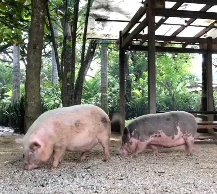 Two pigs in the sand at Lola's restaurant.