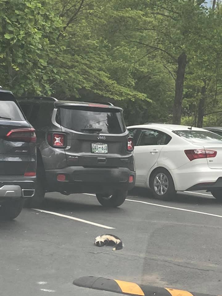 A skunk in between the cars at a popular hiking spot.