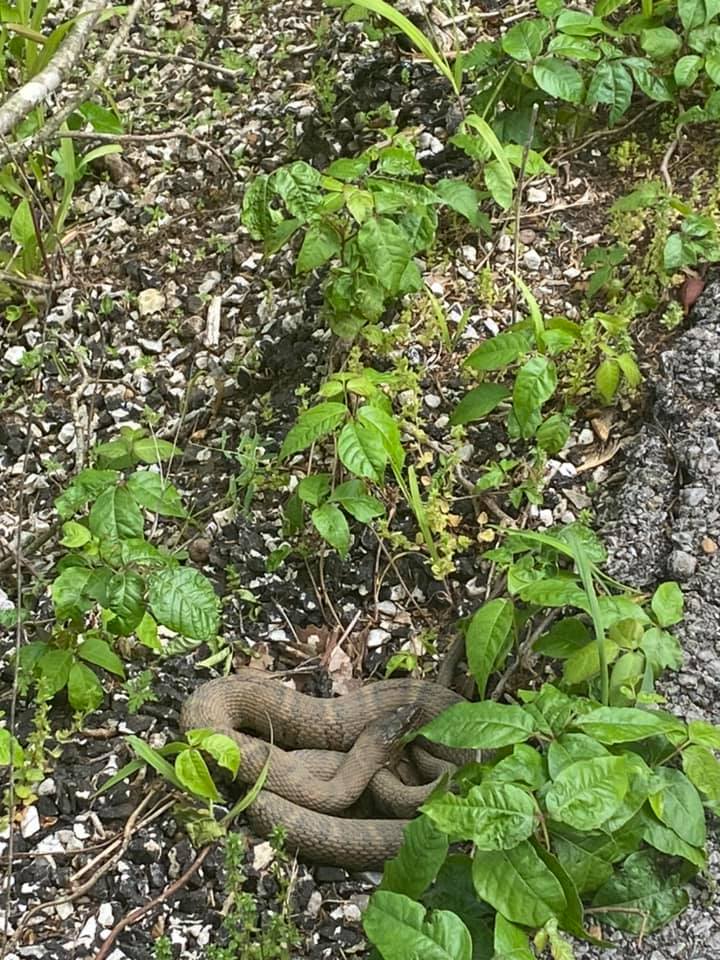 A big snake laying in the grass.