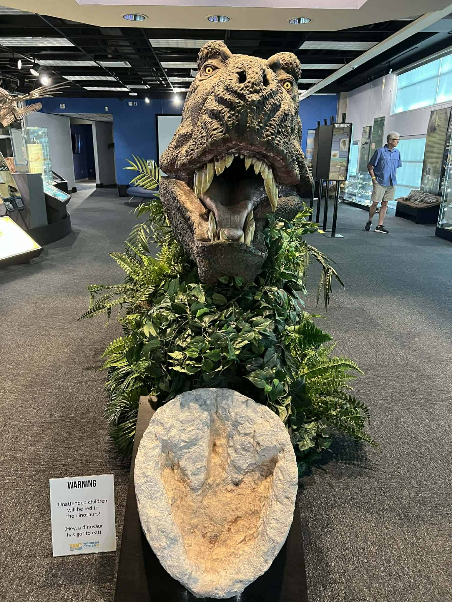 A big dinosaur head in the museum.