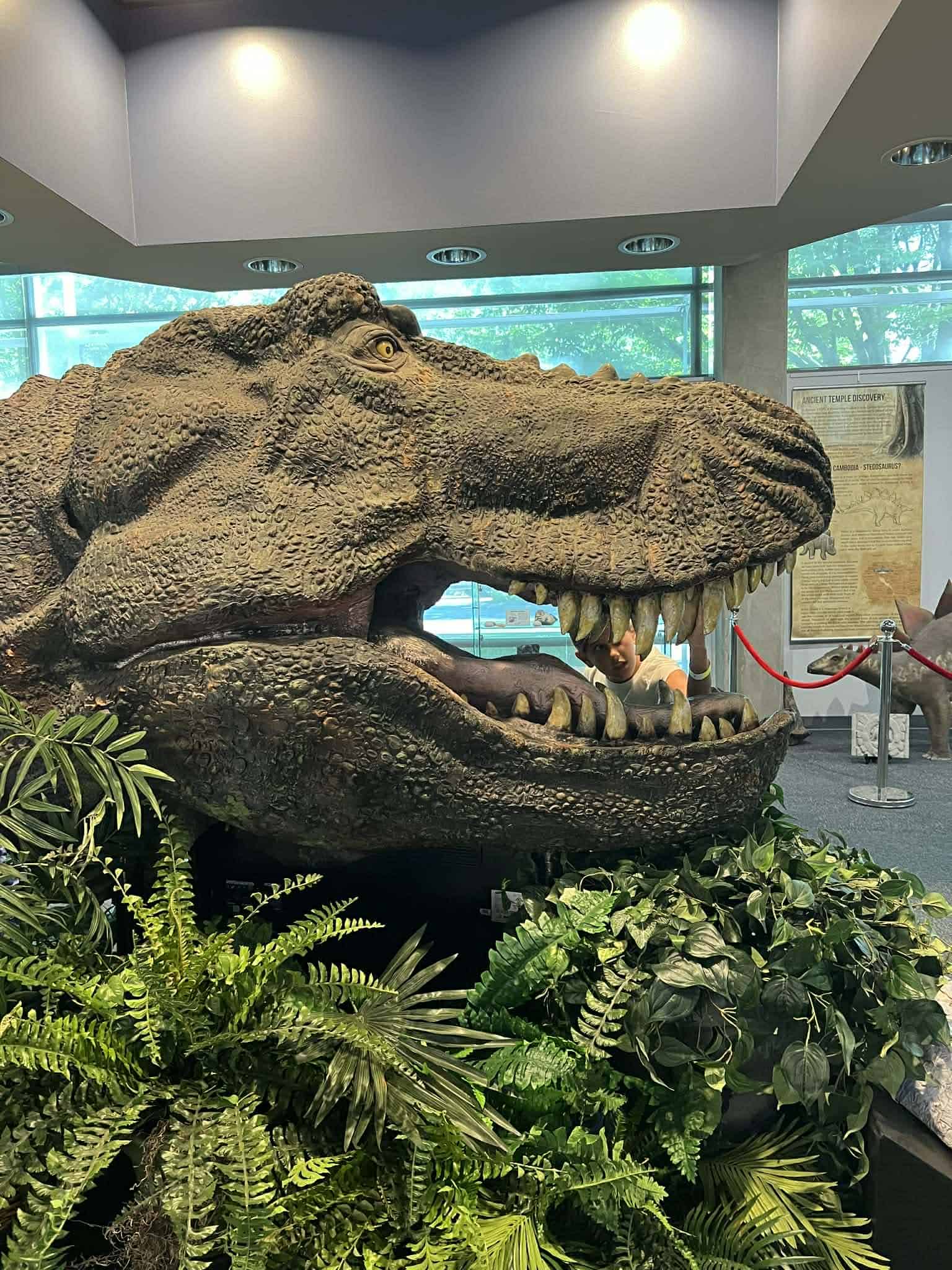 A big dinosaur head in a museum.
