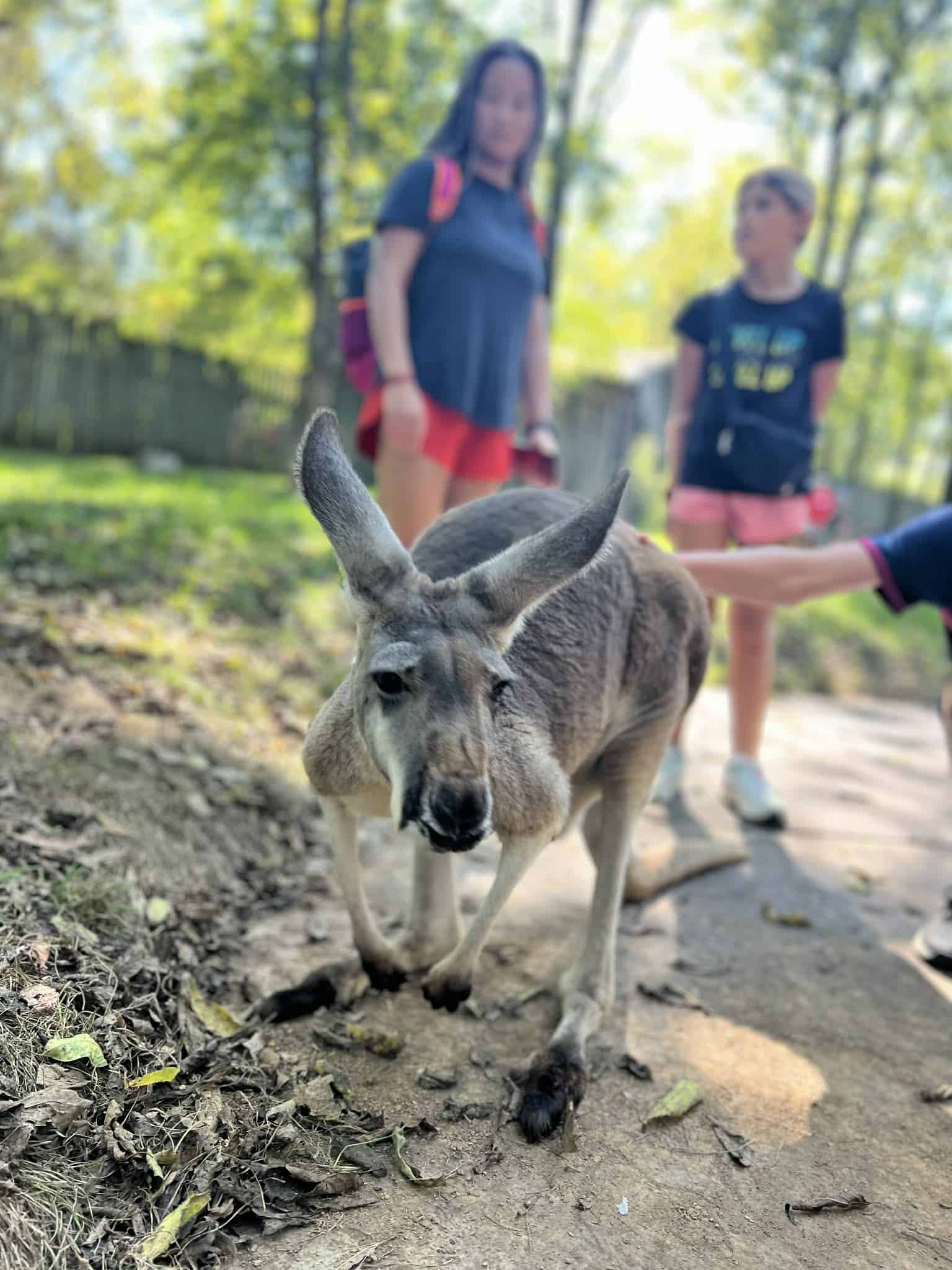 A kangaroo looking at the camera.