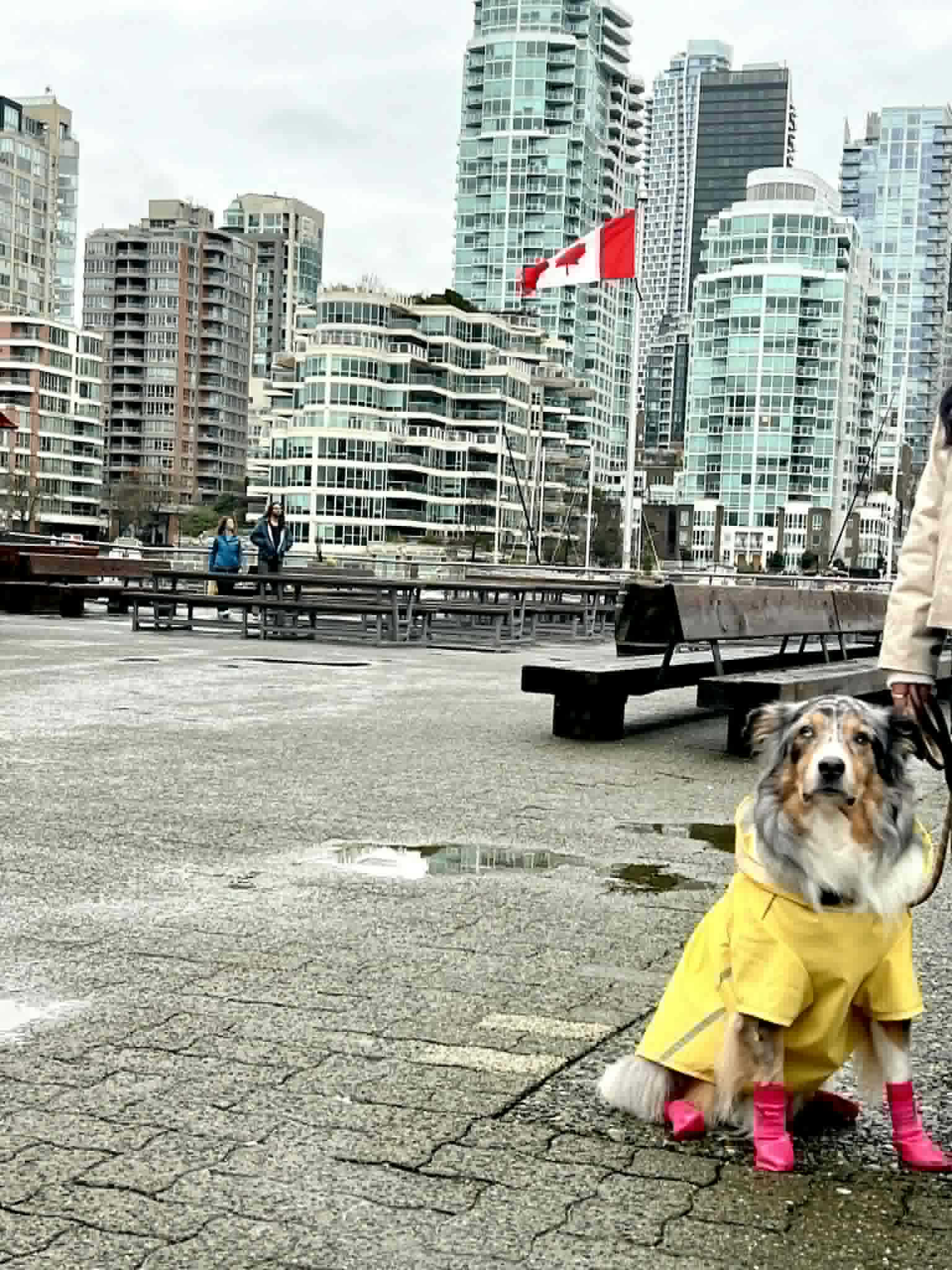 A dog wearing a yellow rain jacket and pink rain boots in front of the Canadian flag.