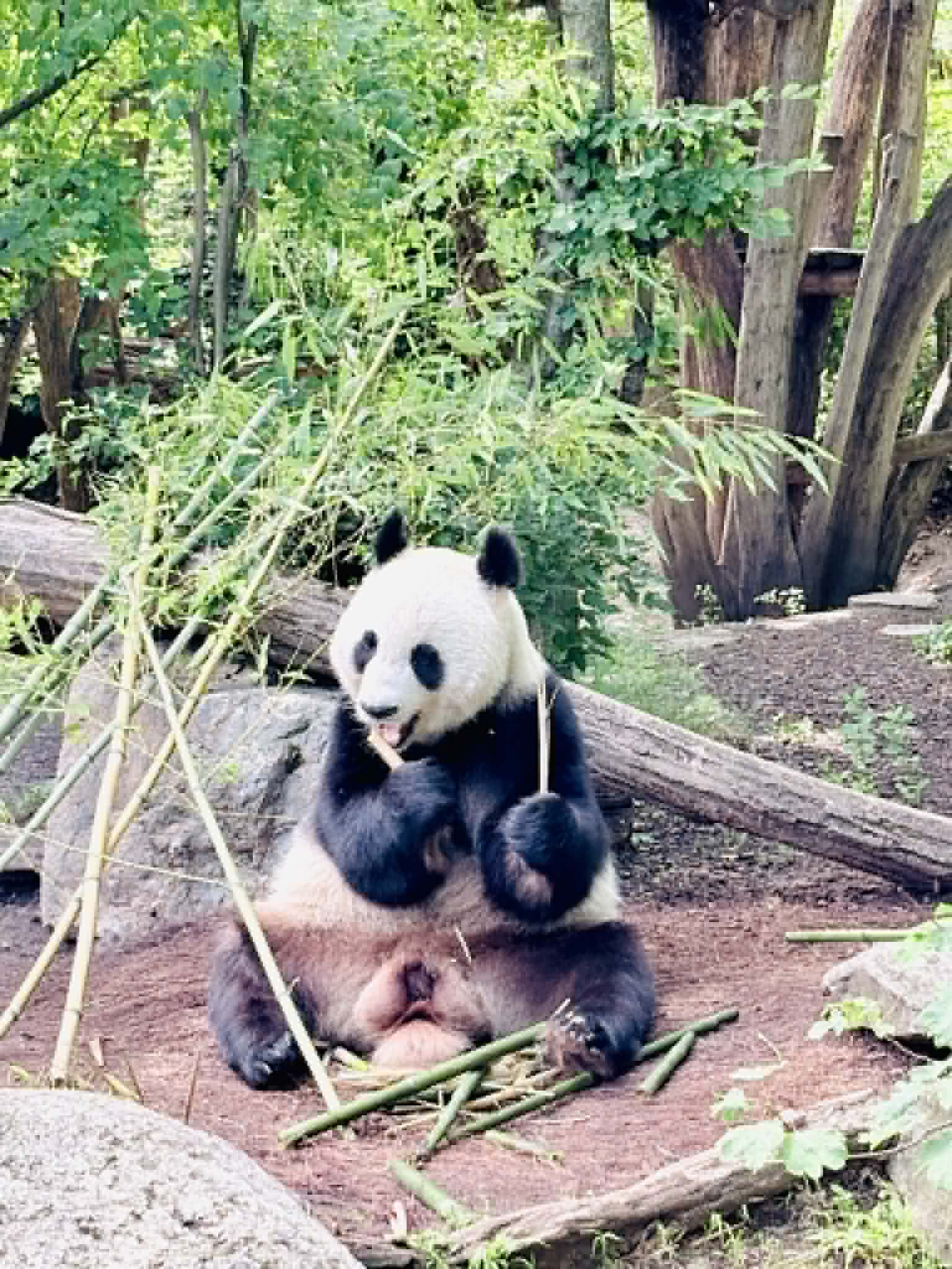 Panda eating bamboo.