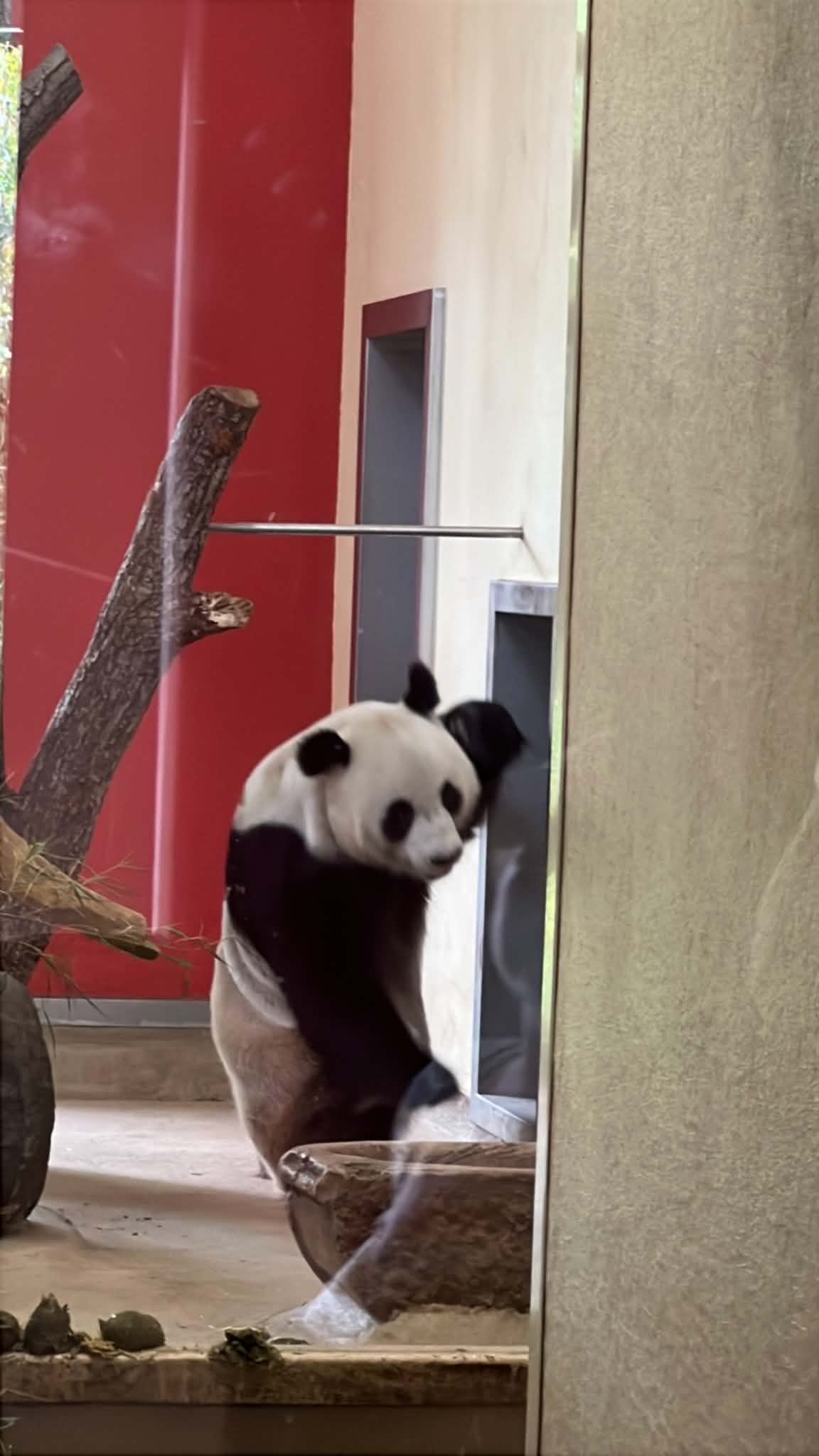 Panda climbing and playing.
