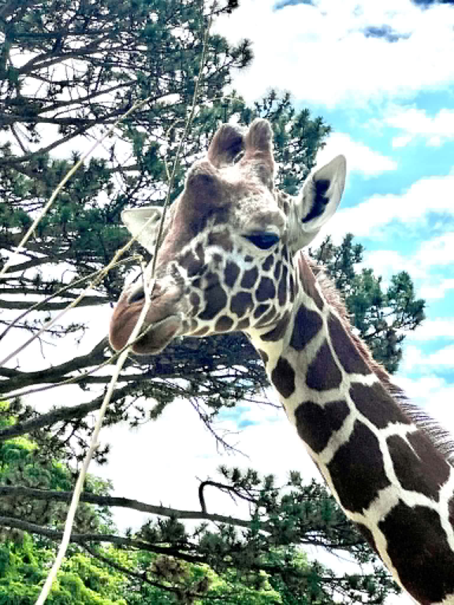 Giraffe eating tree branch.