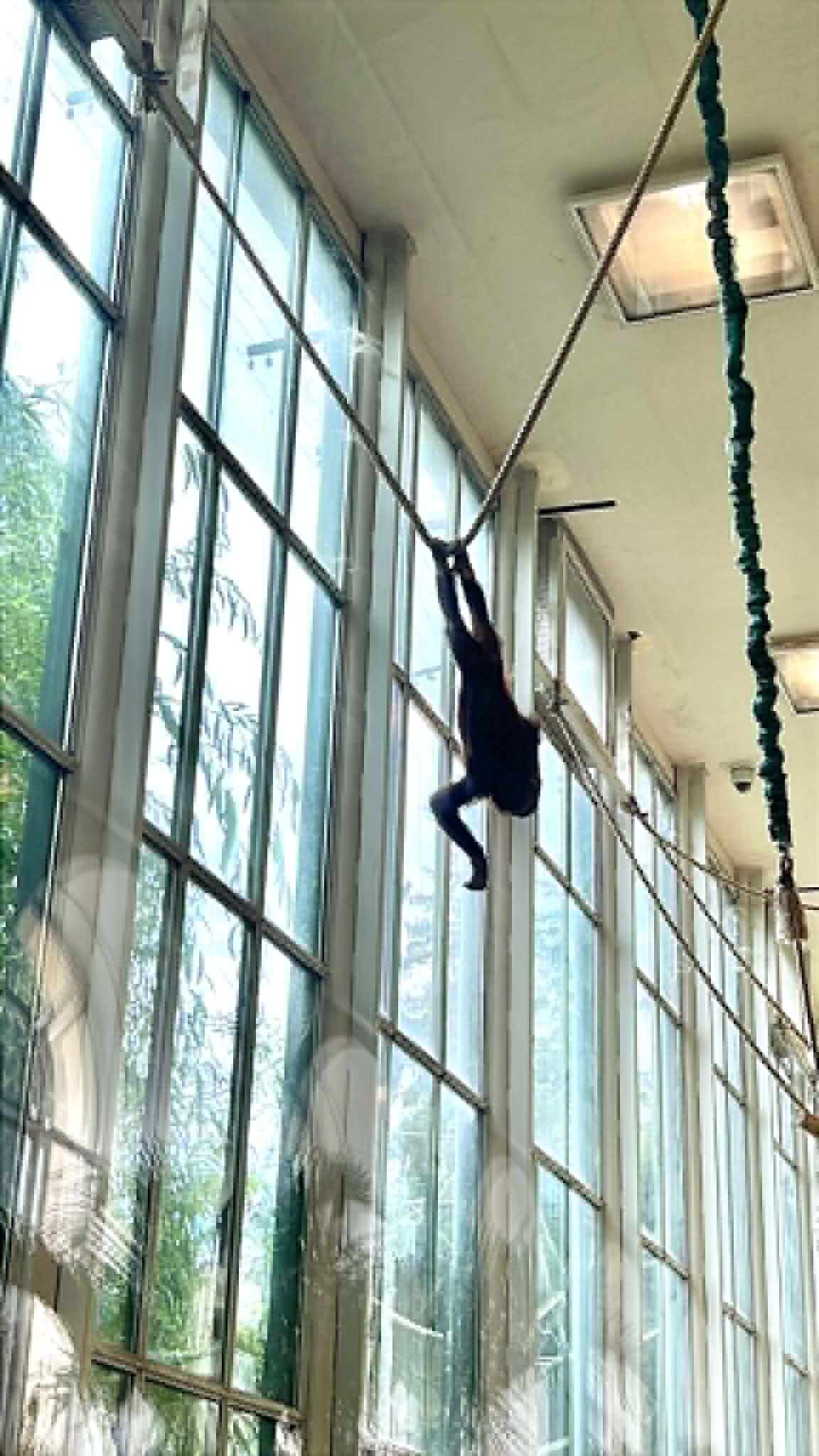 Monkey playing and swinging on ropes.