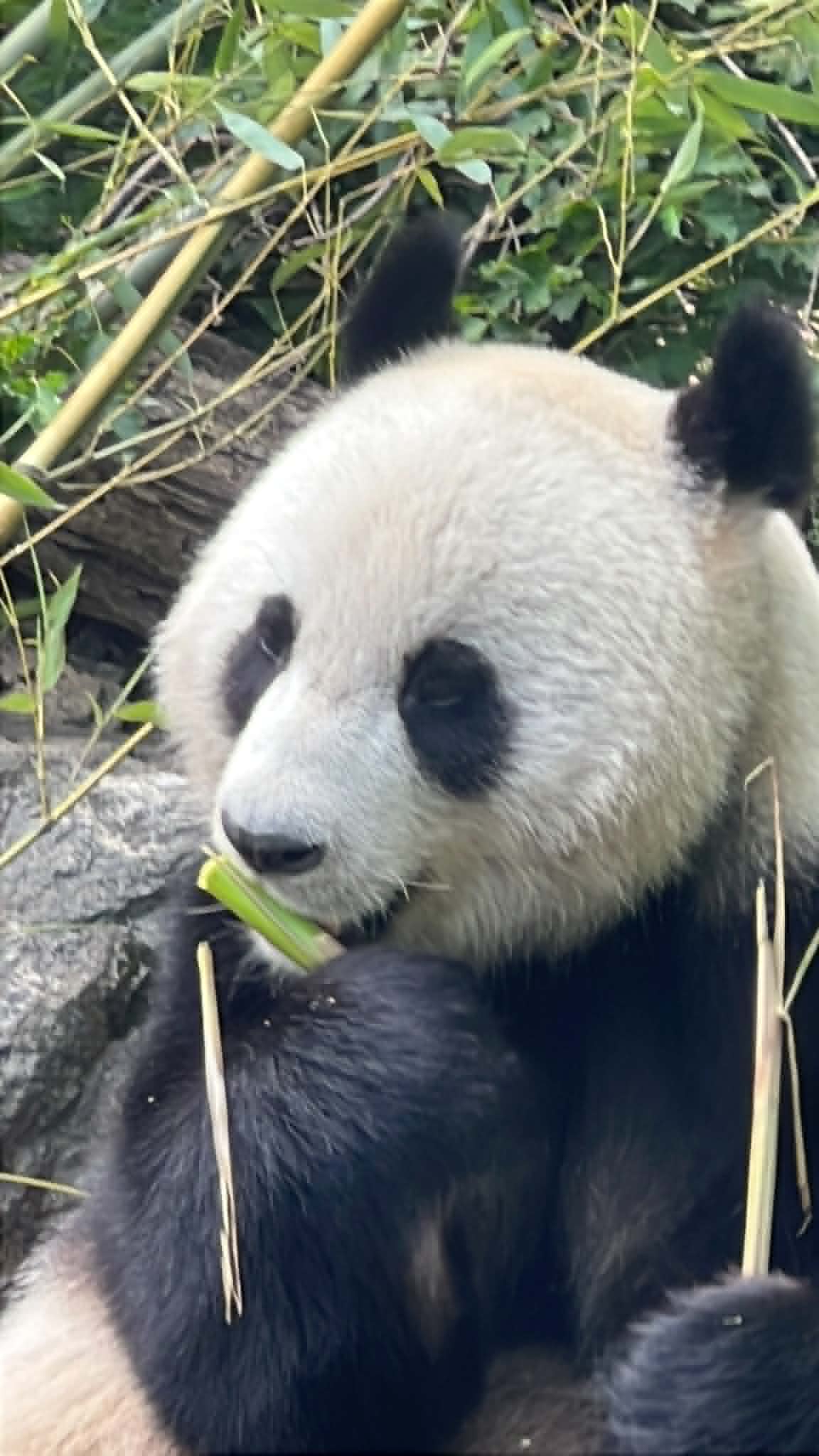 Closeup of panda eating panda.