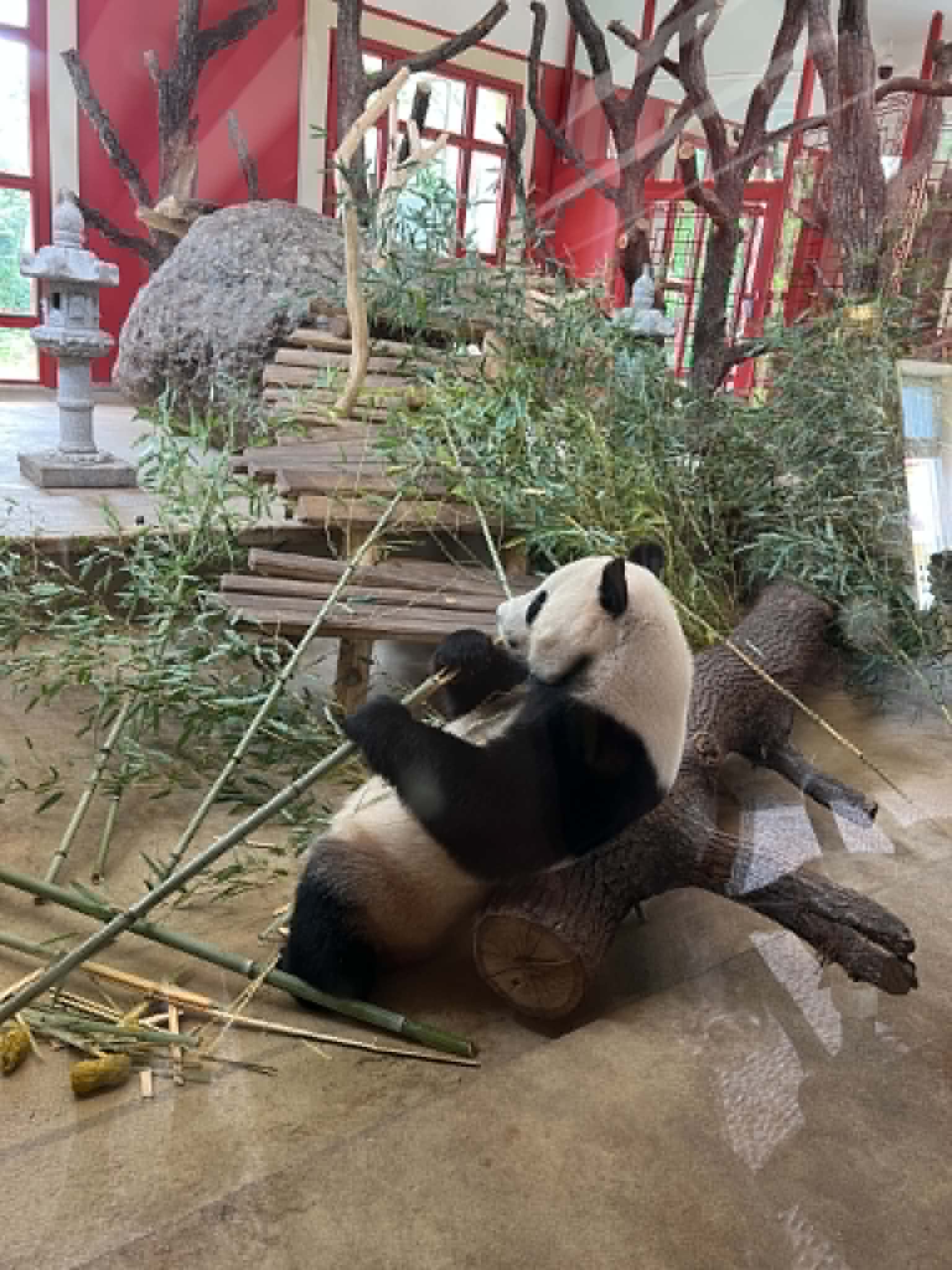 Lounging panda eating more bamboo.