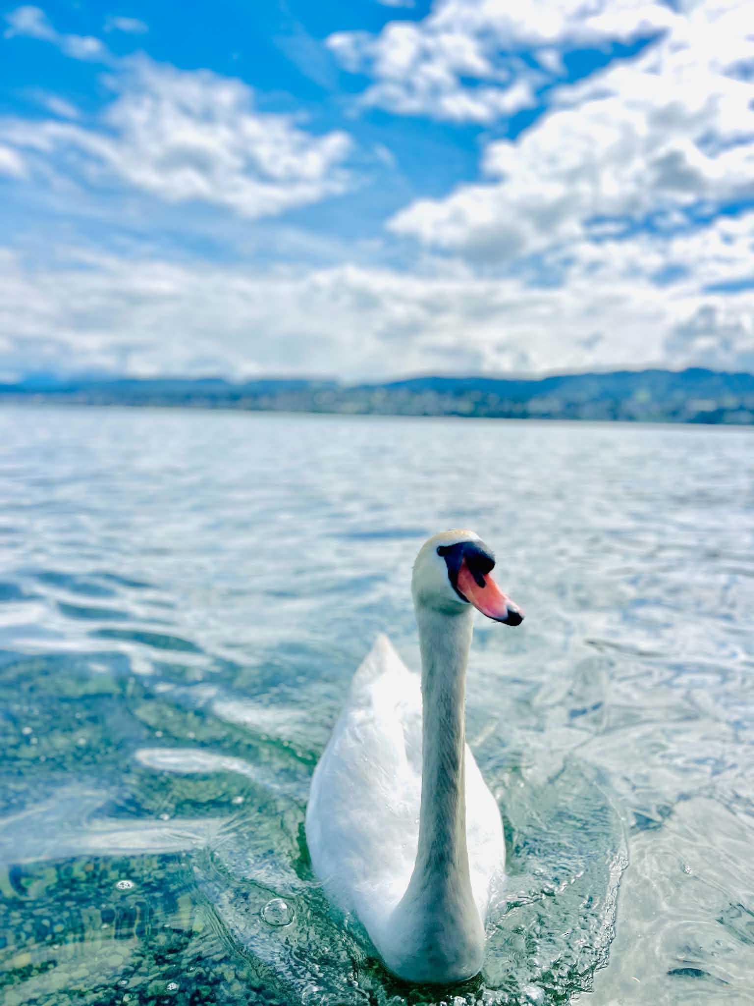 A beautiful swan in Lake Zurich.