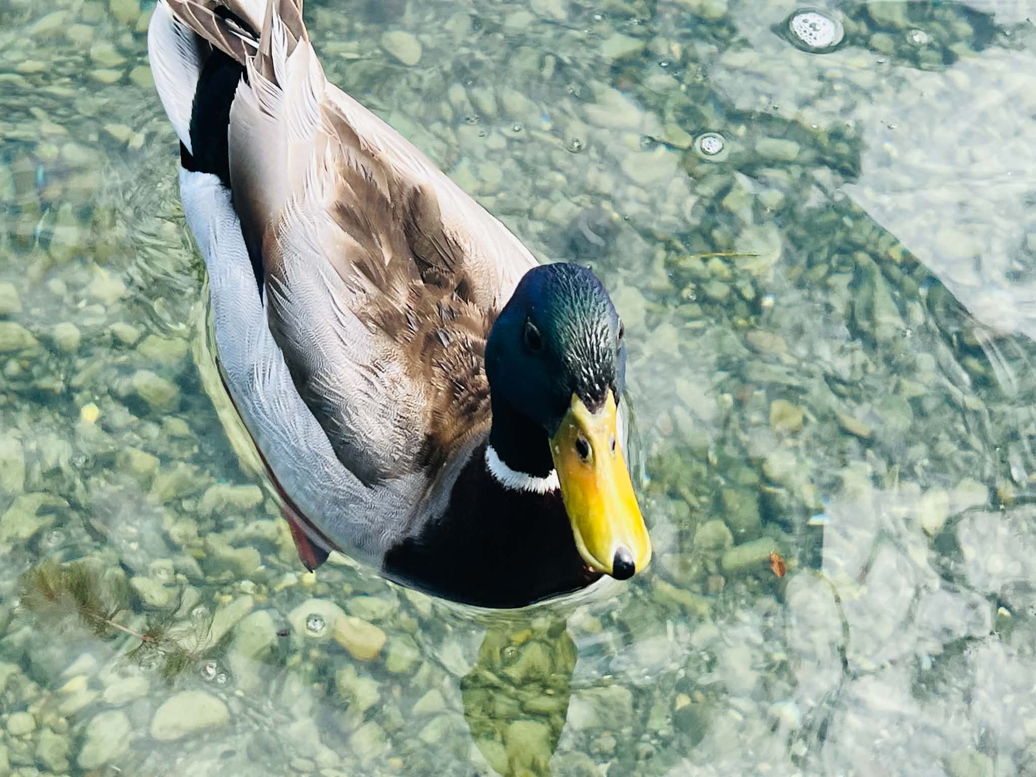 A picture of a duck in Lake Zurich where you can see how clear the water is.